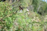 Limenitis camilla