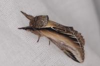 Pheosia tremula