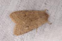Orthosia cerasi