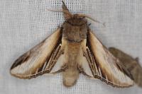 Pheosia tremula
