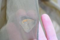 Maniola jurtina