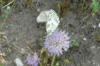 Melanargia galathea