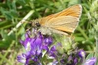Thymelicus sylvestris