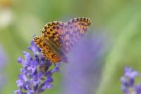 Boloria dia