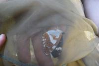 Limenitis camilla