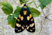 Callimorpha dominula