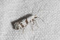 Scythropia crataegella