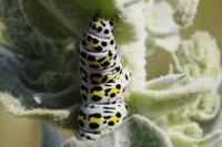 Cucullia verbasci