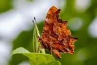 Polygonia c-album