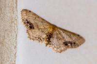 Idaea dimidiata