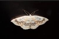 Cyclophora annularia