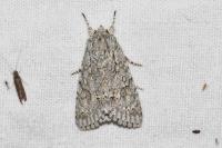 Acronicta aceris