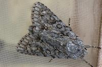Acronicta aceris