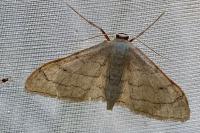 Idaea aversata