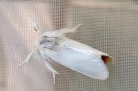 Euproctis chrysorrhoea