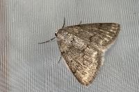 Pseudoterpna coronillaria