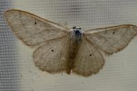 Idaea deversaria