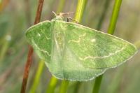 Thetidia smaragdaria