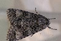 Acronicta megacephala