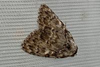 Meganola strigula
