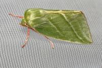 Pseudoips prasinanus