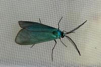 Jordanita globulariae