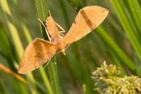 Gandaritis pyraliata