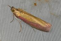 Oncocera semirubella
