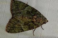 Polyphaenis sericata