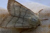 Charanyca trigrammica