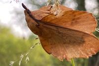 Gastropacha populifolia
