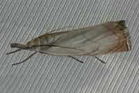 Chrysoteuchia culmella