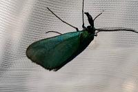 Jordanita globulariae