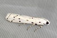 Myelois circumvoluta