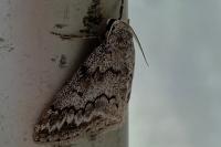 Pseudoterpna coronillaria