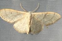 Idaea deversaria