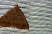 Zanclognatha lunalis