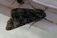 Acronicta megacephala