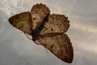 Hypomecis punctinalis