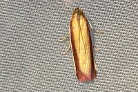 Oncocera semirubella