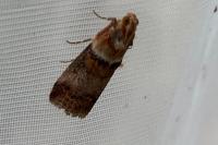 Acrobasis tumidana