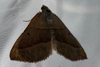 Scotopteryx luridata/mucronata
