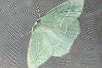 Hemistola chrysoprasaria