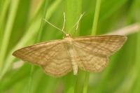 Idaea ochrata