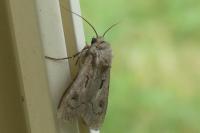 Agrotis exclamationis