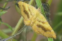 Camptogramma bilineata