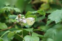 Pieris rapae