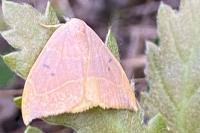 Watsonalla binaria