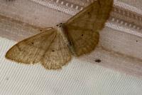 Idaea deversaria
