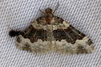 Epirrhoe galiata